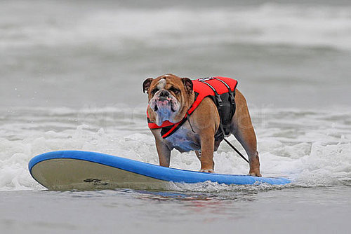 4th Annual Dog Surfing Competition 4th Annual Dog Surfing Competition
