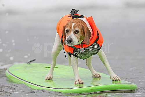 4th Annual Dog Surfing Competition 4th Annual Dog Surfing Competition
