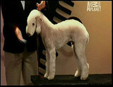 2009 Groomer Has It Winner: Huber Won Groomer Has It Season 2 2009 Groomer Has It Winner: Huber Won Groomer Has It Season 2