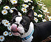 Pet Pic of the Day: Angus Is One Prime Pup!