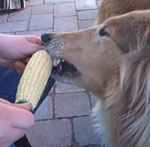 Chomp, Chomp For Corn . . . but No Cobs For Dogs!