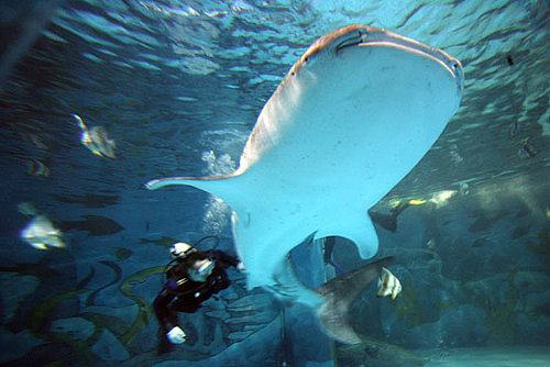 So How Would One Transport the World's Largest Fish?