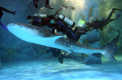 Whale Sharks! Whale Sharks!