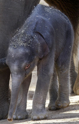Baby Elephant At Taronga Zoo! Baby Elephant At Taronga Zoo!