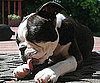 Pet Pic of the Day: Marley Missed a Spot