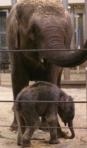Taronga Zoo's Baby Elephant! Taronga Zoo's Baby Elephant!