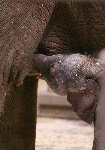 Taronga Zoo's Baby Elephant! Taronga Zoo's Baby Elephant!