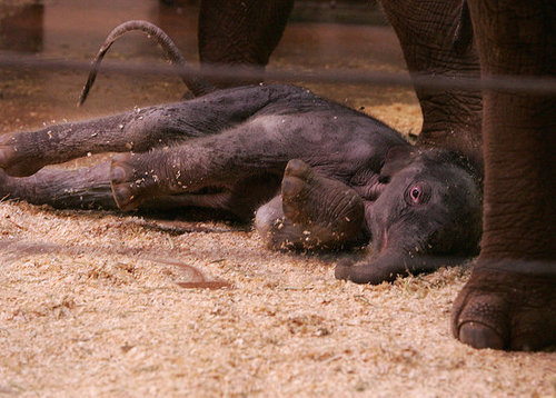 Taronga Zoo's Baby Elephant! Taronga Zoo's Baby Elephant!