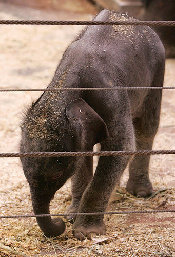 Taronga Zoo's Baby Elephant! Taronga Zoo's Baby Elephant!