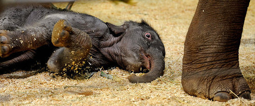 Taronga Zoo's Baby Elephant! Taronga Zoo's Baby Elephant!