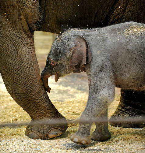 Taronga Zoo's Baby Elephant! Taronga Zoo's Baby Elephant!