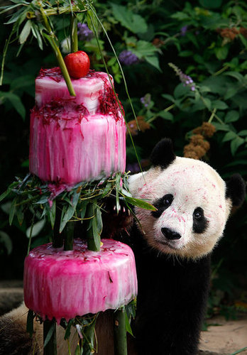Elaborate Cake Elaborate Cake