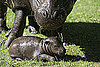 Photos of a Baby Pygmy Hippo Born in Scotland 