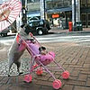 Super-Cute Video: Real Pug Pushes Toy Pugs in Stroller!