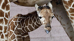 Meet This Record Breaking Zoo Babe!