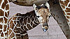 Meet This Record Breaking Zoo Babe!
