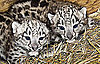 Baby Snow Leopards are BFF's