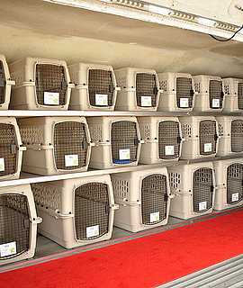 Pet Airways Makes First Flights Today: Are You Buying In? 