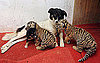 Dog Nurses Baby Lion and Tiger Cubs back to Health 2009-07-17 15:22:13