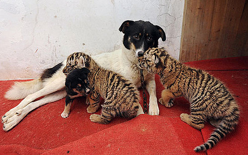 Dog Nurses Baby Lion and Tiger Cubs back to Health
