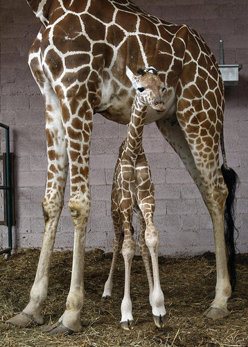 Meet This Record Breaking Zoo Babe! Meet This Record Breaking Zoo Babe!