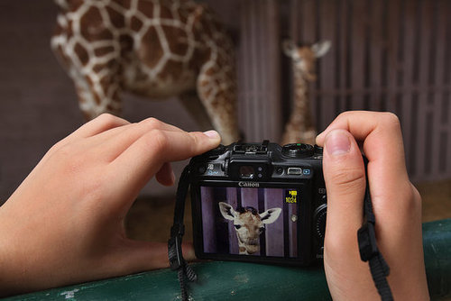 Meet This Record Breaking Zoo Babe! Meet This Record Breaking Zoo Babe!