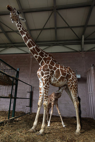 Meet This Record Breaking Zoo Babe! Meet This Record Breaking Zoo Babe!