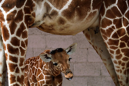 Meet This Record Breaking Zoo Babe! Meet This Record Breaking Zoo Babe!