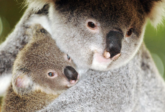 Say Bonjour To the First Koala Ever Born In France! Say Bonjour To the First Koala Ever Born In France!