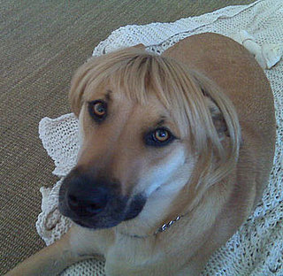 Lauren Conrad's Dog Chloe Wears a Wig!