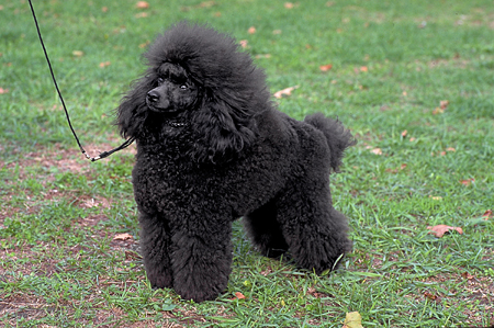 Happy Bastille Day: Do You Know Your French Breeds? Happy Bastille Day: Do You Know Your French Breeds?