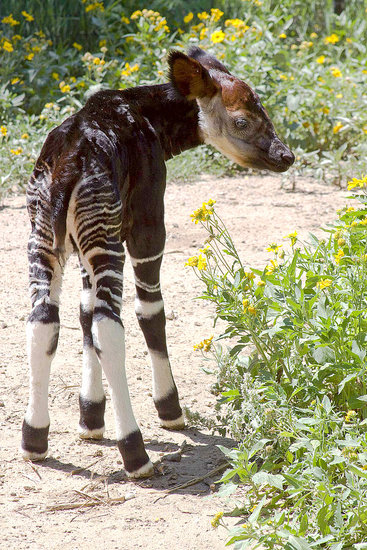 Have You Ever Seen an Okapi? Have You Ever Seen an Okapi?