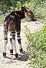 Have You Ever Seen an Okapi?