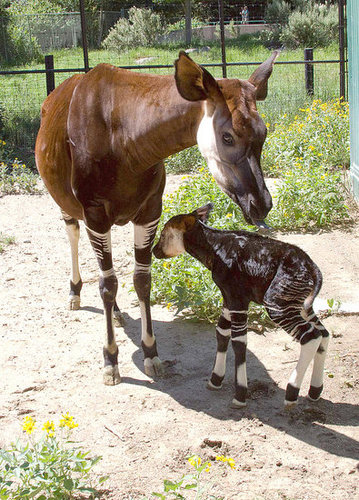 Hang Close to Mama Hang Close to Mama
