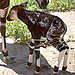 Ever Seen or Heard of Okapis?