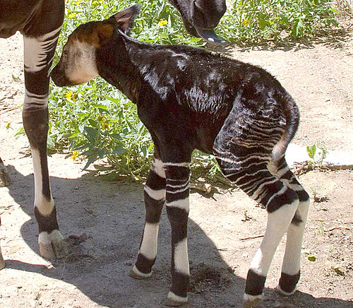 Ever Seen or Heard of Okapis? Ever Seen or Heard of Okapis?