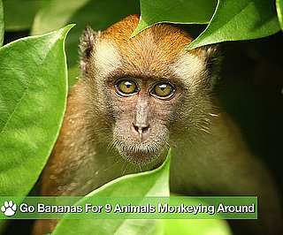 Go Bananas For 9 Animals Monkeying Around!