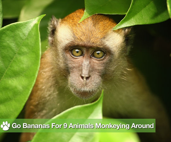 Go Bananas For 9 Animals Monkeying Around! Go Bananas For 9 Animals Monkeying Around!