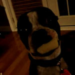 Super-Cute Video: Boo Takes the Cheese!