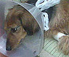 Pet Pic of the Day: Sofya's Sad Surgery Face