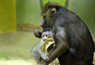 Do You Open a Banana Like a Monkey?