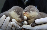 Baby Asian Otters Welcomed to New Zealand Zoo, Baby Zoo Animals Baby Asian Otters Welcomed to New Zealand Zoo, Baby Zoo Animals
