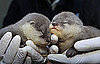 Photos of Baby Otters