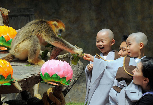 Monkey See, Monkey Do Monkey See, Monkey Do