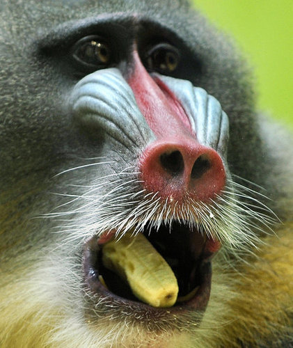 Going Bananas Going Bananas