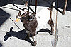Pygmy Goat Kept as Pet in San Francisco
