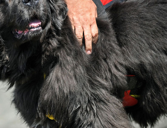 Newfoundland Water Rescue Dog! Newfoundland Water Rescue Dog!