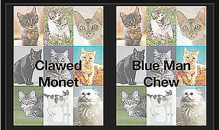 Play "Which Cat Name Is Wackiest?" . . . And Win! 