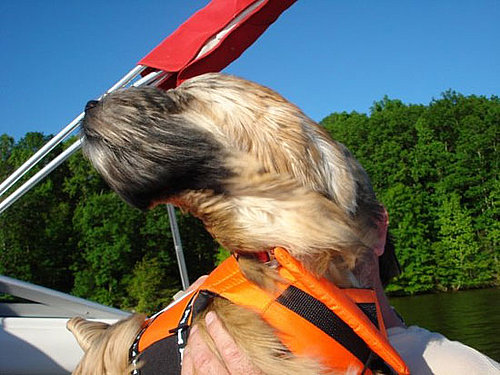 Have Your Dogs Gone Boating?