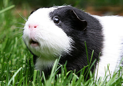 Too Cute For Words!